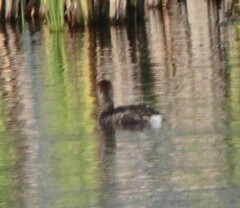 Podilymbus podiceps