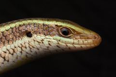 Eutropis carinata