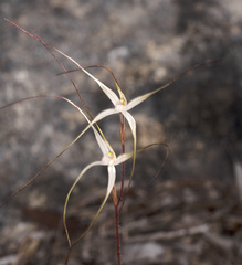 Caladenia capillata