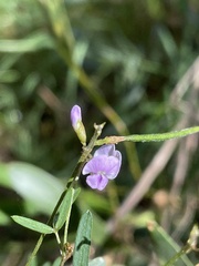 Glycine clandestina