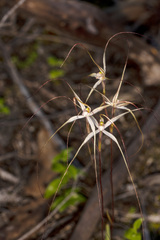 Caladenia capillata