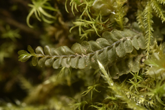 Plagiochila