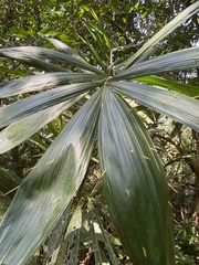 Calamus formosanus