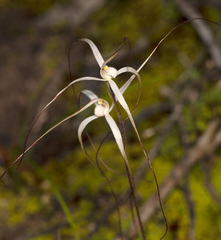 Caladenia capillata