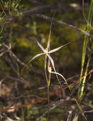 Caladenia capillata