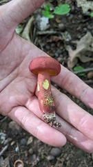 Baorangia