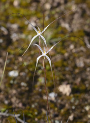 Caladenia capillata