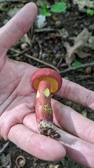 Baorangia