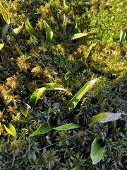 Maianthemum trifolium