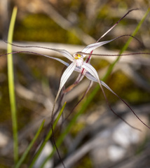 Caladenia capillata