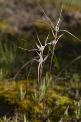 Caladenia capillata