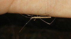 Neides aduncus