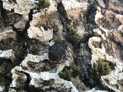 Bolitotherus cornutus