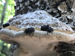 Bolitotherus cornutus