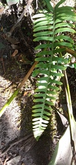 Polypodioideae