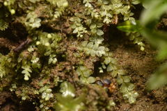 Calypogeia