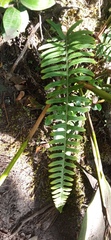 Polypodioideae