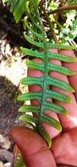 Polypodioideae