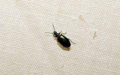 Lebia viridis