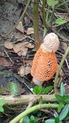 Phallus luteus