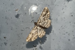 Anavitrinella pampinaria