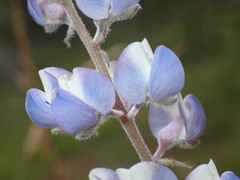 Lupinus argenteus palmeri