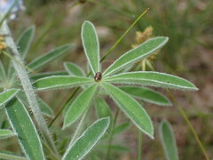 Lupinus argenteus palmeri