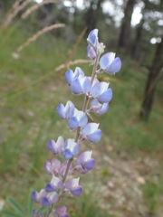 Lupinus argenteus palmeri