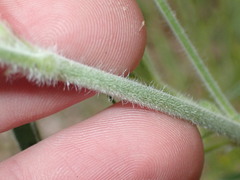 Lupinus argenteus palmeri