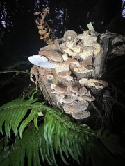 Ganoderma brownii