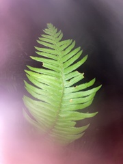 Polystichum munitum