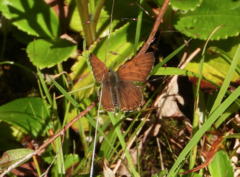 Tharsalea mariposa