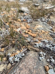 Silene sargentii