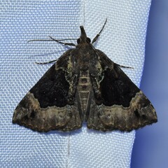 Hypena palparia