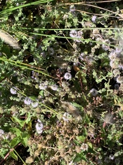 Mentha pulegium