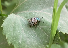 Leptinotarsa lineolata