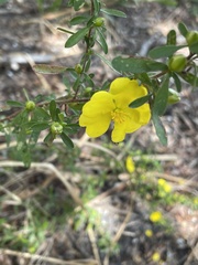 Hibbertia linearis