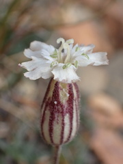 Silene sargentii