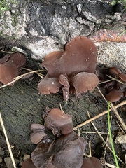 Auriculariaceae