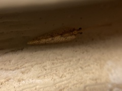 Hemerobius humulinus