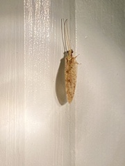 Hemerobius humulinus