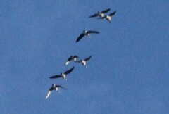 Branta hutchinsii