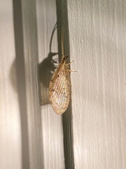 Hemerobius humulinus