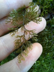 Hymenophyllum