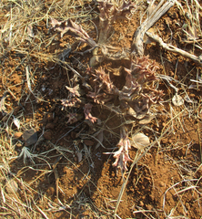Huernia zebrina