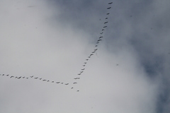 Branta hutchinsii