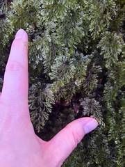 Hymenophyllum