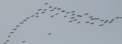 Branta hutchinsii
