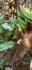 Elaphoglossum