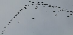 Branta hutchinsii